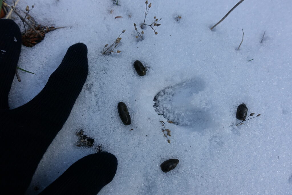 Traces d'animaux dans la neige