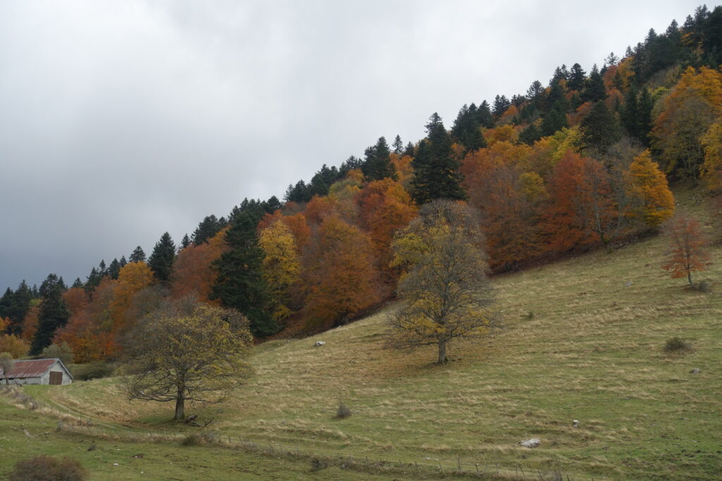 La dehesa de Aup y su bosque en otoño