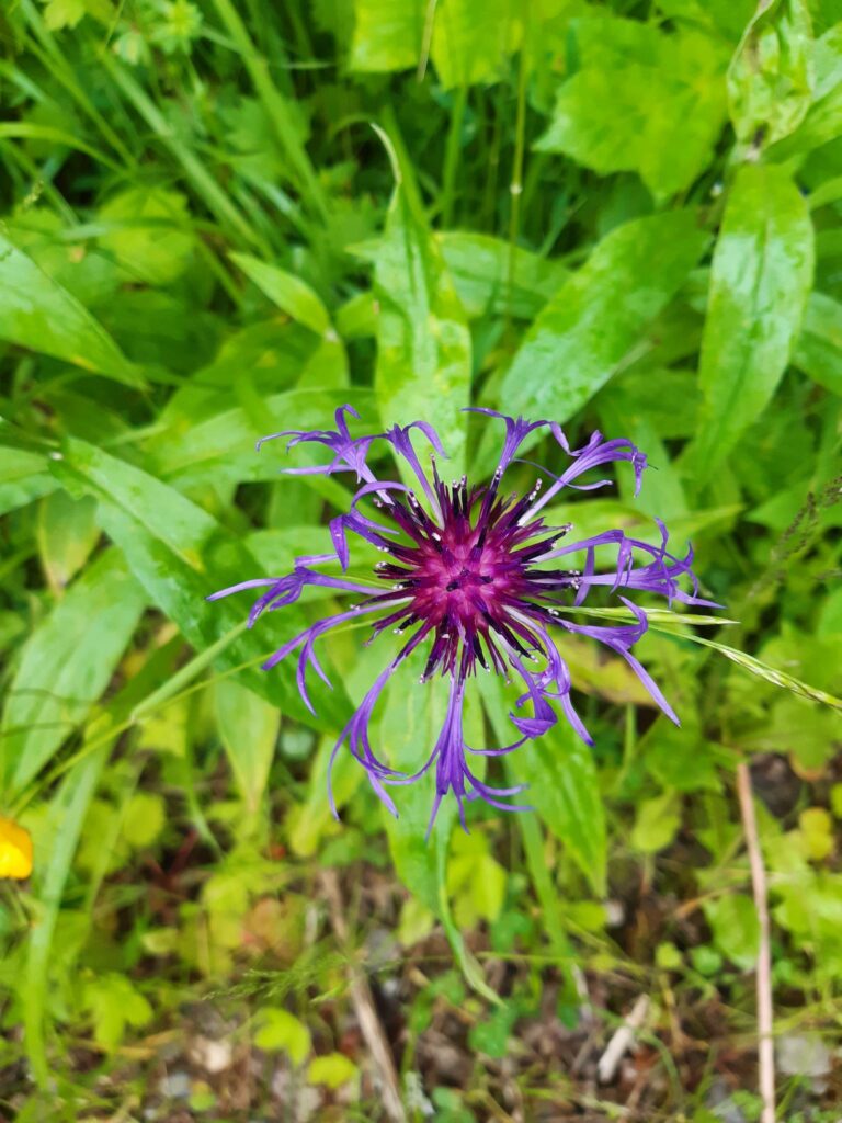 Centaurée en fleur